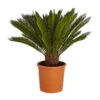 Sagopalmfarn - Cycas Revoluta -Geschäft Für Pflanzensamenbedarf 8509366 PR FS 001 CycasRevolutaDehnerExpressZS