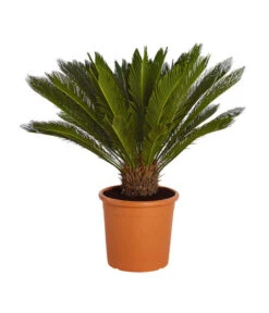 Bestseller 21 Sagopalmfarn - Cycas Revoluta