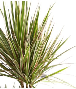Drachenbaum - Dracaena Marginata 'Bicolor' -Geschäft Für Pflanzensamenbedarf 8510406 WE DE 001 DrachenbaumDracaenaMarginataBicolor3erTuffT21DehnerExpressHerzig