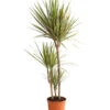 Drachenbaum - Dracaena Marginata 'Bicolor' -Geschäft Für Pflanzensamenbedarf 8510406 WE FS 001 DrachenbaumDracaenaMarginataBicolor3erTuffT21