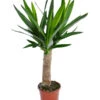 Yucca-Palme - Yucca Elephantipes 'Maya-Tree' -Geschäft Für Pflanzensamenbedarf 8532509 WE FS 001 YuccaMayaTreeT19