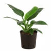 Baumfreund - Philodendron 'Imperial Green', Hydrokultur -Geschäft Für Pflanzensamenbedarf 8536328 WE FS 001 PhilodendronImperialGreenBaumfreundHydroT15 DehnerExpressHerzig