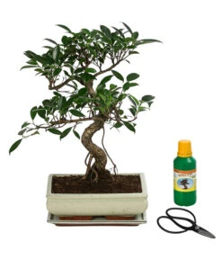 Bonsai Chinesischer Feigenbaum - Ficus Retusa, Anfänger-Set, 10 Jahre