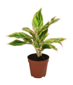Buntblättriger Kolbenfaden-Set - Aglaonema Commutatum, 3-teilig -Geschäft Für Pflanzensamenbedarf 8561581 WE FS 003 Aglaonema3SetT12