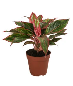 Buntblättriger Kolbenfaden-Set - Aglaonema Commutatum, 3-teilig -Geschäft Für Pflanzensamenbedarf 8561581 WE FS 004 Aglaonema3SetT12