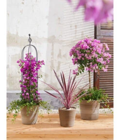 Keulenlilie 'Pink Passion' -Geschäft Für Pflanzensamenbedarf 8583684 PR MO 004 KuebelpflanzenBougainvilleaCordyline 8684482