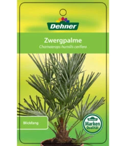 Blaue Zwergpalme -Geschäft Für Pflanzensamenbedarf 8584401 Chamaeropshumiliscerifera 15112016 1