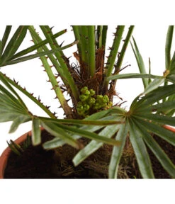 Bestseller -Geschäft Für Pflanzensamenbedarf 8584401 WE DE 01 ChamaeropsHumillisCeriferaT18DehnerExpressHerzig