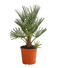 Bestseller 7 Blaue Zwergpalme