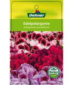 Edelgeranie, Stämmchen -Geschäft Für Pflanzensamenbedarf 8585275 Edelpelargonie 04022016 1