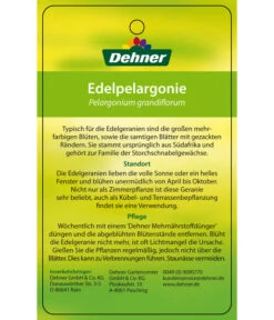 Edelgeranie, Stämmchen -Geschäft Für Pflanzensamenbedarf 8585275 Edelpelargonie 04022016 2