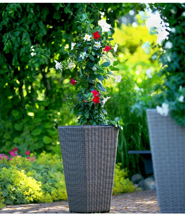 Dipladenien-Duo, Pyramide 5 Dipladenien-Duo, Pyramide – Bild 3