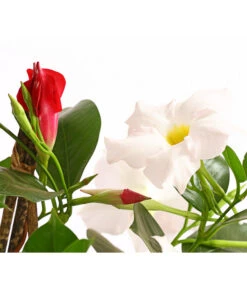 Dipladenien-Duo, Pyramide 9 Dipladenien-Duo, Pyramide -Geschäft Für Pflanzensamenbedarf 8585622 WE DE 001 DipladenieDipladeniaTwinPyramideT17OWDehnerExpressHerzig