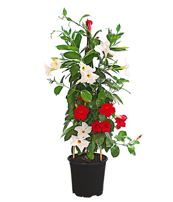 Dipladenien-Duo, Pyramide 3 Dipladenien-Duo, Pyramide