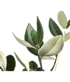 Brasilianische Guave -Geschäft Für Pflanzensamenbedarf 8586158 WE DE 002 FeijoaSelowianaBuschT24BrasilianischeGuave