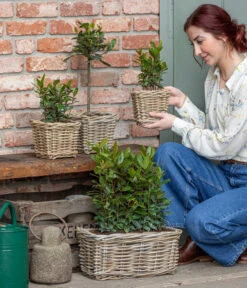 Echter Lorbeer 6 Echter Lorbeer -Geschäft Für Pflanzensamenbedarf 8589046 WE MO 001 Lorbeer