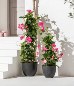 Dipladenie, Pyramide, Rosa 7 Dipladenie, Pyramide, Rosa -Geschäft Für Pflanzensamenbedarf 8589871 WE MO 002 Dipladenie