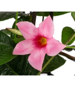 Dipladenie, Pyramide, Rosa 9 Dipladenie, Pyramide, Rosa -Geschäft Für Pflanzensamenbedarf 8594434 WE DE 001 MandevillaPyramidePinkT17