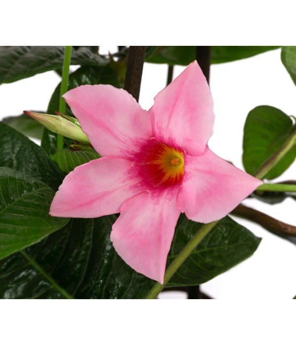 Dipladenie, Pyramide, Rosa 6 Dipladenie, Pyramide, Rosa – Bild 4