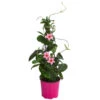 Dipladenie, Pyramide, Rosa -Geschäft Für Pflanzensamenbedarf 8594434 WE FS 001 MandevillaPyramidePinkT17
