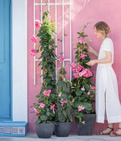 Dipladenie, Pyramide, Rosa 8 Dipladenie, Pyramide, Rosa -Geschäft Für Pflanzensamenbedarf 8594434 WE MO 001 DiplandenienMadevilla