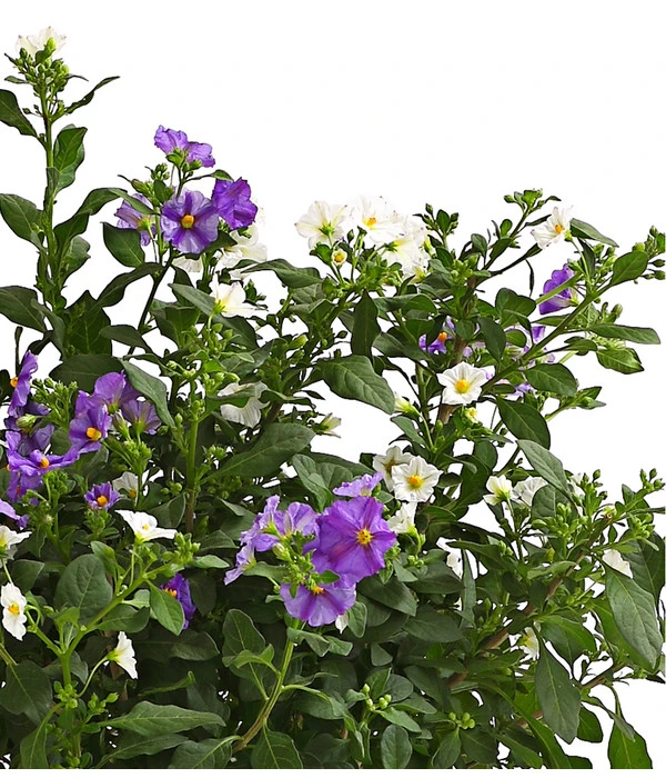 Enzianstrauch-Duo, Busch 4 Enzianstrauch-Duo, Busch – Bild 2