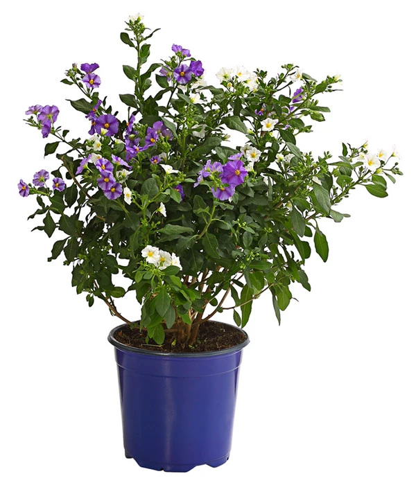 Enzianstrauch-Duo, Busch 3 Enzianstrauch-Duo, Busch