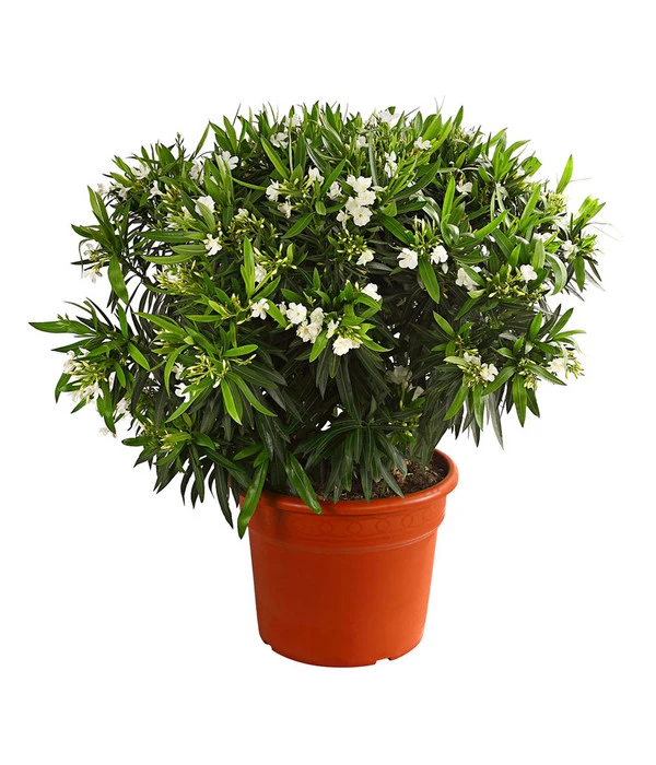 XXL Oleander, Verschiedene Sorten, Ca. 130-150 Cm 4 XXL Oleander, Verschiedene Sorten, Ca. 130-150 Cm – Bild 2