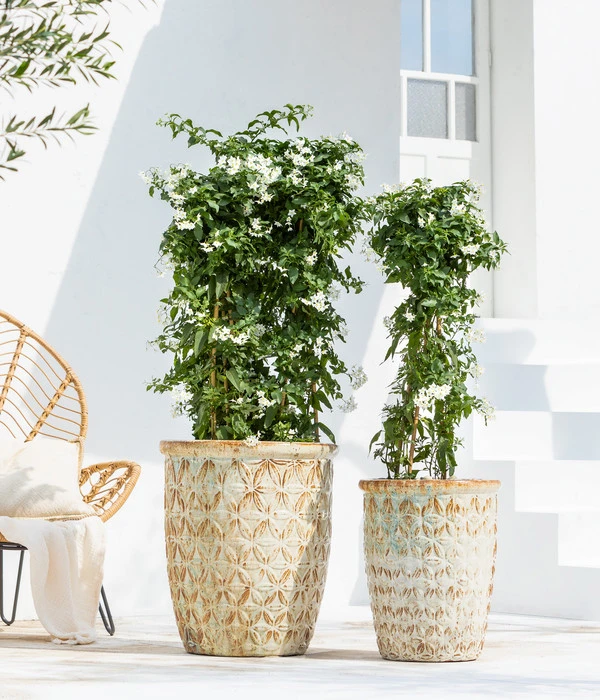 Jasminblütiger Nachtschatten, Säule 4 Jasminblütiger Nachtschatten, Säule – Bild 2