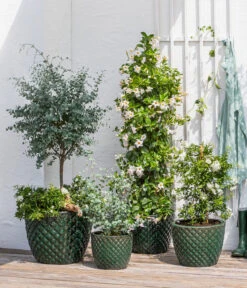 Jasminblütiger Nachtschatten, Säule 8 Jasminblütiger Nachtschatten, Säule -Geschäft Für Pflanzensamenbedarf 8597098 WE MO 002 DipladeniaEucalyptusSolanumJasmin