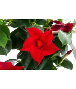 Dipladenie, Herzform, Verschiedene Farben 9 Dipladenie, Herzform, Verschiedene Farben -Geschäft Für Pflanzensamenbedarf 8599094 WE DE 001 DipladenieHerzRotT17