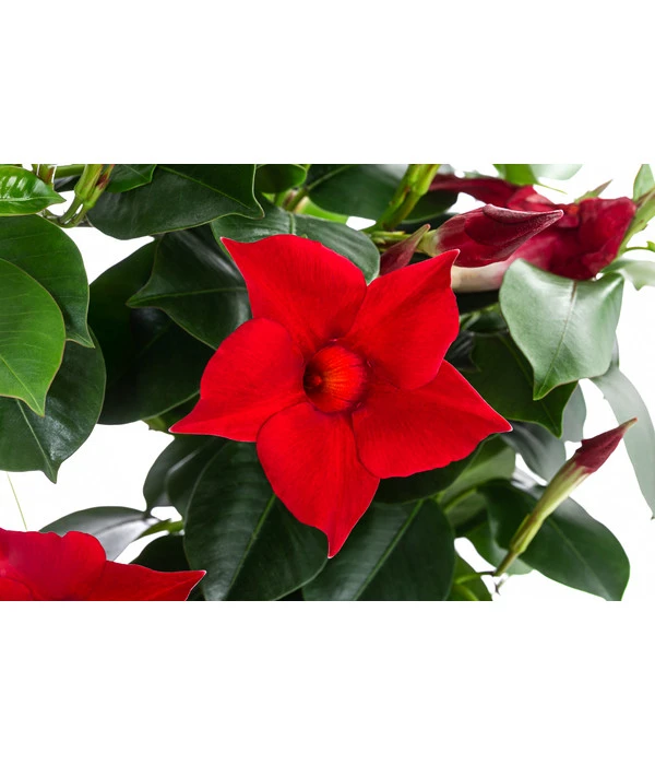 Dipladenie, Herzform, Verschiedene Farben 6 Dipladenie, Herzform, Verschiedene Farben – Bild 4