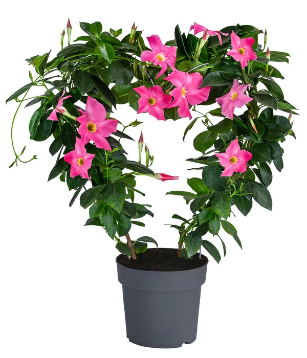 Dipladenie, Herzform, Verschiedene Farben 3 Dipladenie, Herzform, Verschiedene Farben