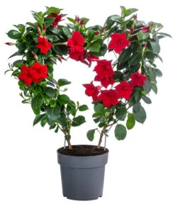 Dipladenie, Herzform, Verschiedene Farben 7 Dipladenie, Herzform, Verschiedene Farben -Geschäft Für Pflanzensamenbedarf 8599094 WE FS 001 DipladenieHerzRotT17