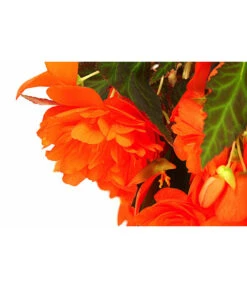 Hängebegonie 'Belina®', Ampel -Geschäft Für Pflanzensamenbedarf 8602310 WE DE 001 HaengebegonieBelinaAmpelT27