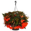 Hängebegonie 'Belina®', Ampel -Geschäft Für Pflanzensamenbedarf 8602310 WE FS 001 HaengebegonieBelinaAmpelT27