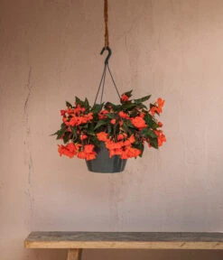 Hängebegonie 'Belina®', Ampel -Geschäft Für Pflanzensamenbedarf 8602310 WE MO 002 HaengebegonieBelinaAmpel