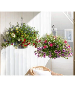 Blumenampel, Verschiedene Sorten -Geschäft Für Pflanzensamenbedarf 8602864 WE MO 002 KombiampelT27