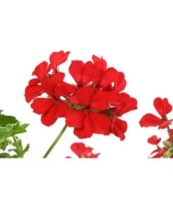 Geranie 'Caliente', Ampel -Geschäft Für Pflanzensamenbedarf 8604316 PR DE 001 GeranieCalienteAmpelDehnerExpressHerzig