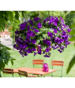 Hängepetunie, Ampel, Verschiedene Sorten, Weiß/pink -Geschäft Für Pflanzensamenbedarf 8605164 BildFS 001 JuwelHaengepetunieAmpelHaengepetPurpurJuwAmp