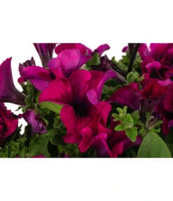 Hängepetunie, Ampel, Verschiedene Sorten, Weiß/pink -Geschäft Für Pflanzensamenbedarf 8605164 WE DE 001 HaengepetunieAmpelT35