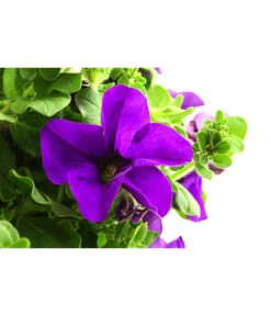 Hängepetunie, Ampel, Verschiedene Sorten, Weiß/pink -Geschäft Für Pflanzensamenbedarf 8605164 WE DE 003 HaengepetunieAmpelT35Violett