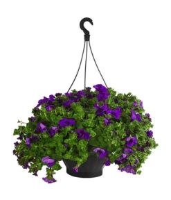 Hängepetunie, Ampel, Verschiedene Sorten, Weiß/pink -Geschäft Für Pflanzensamenbedarf 8605164 WE FS 003 HaengepetunieAmpelT35Violett
