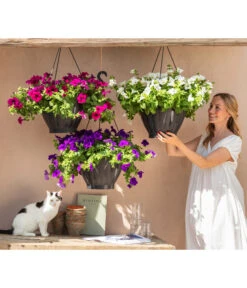 Hängepetunie, Ampel, Verschiedene Sorten, Weiß/pink -Geschäft Für Pflanzensamenbedarf 8605164 WE MO 001 HaengepetunieAmpelT35BestofAmpeln