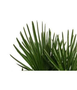 Hanfpalme, Multistamm -Geschäft Für Pflanzensamenbedarf 8607855 WE DE 001 HanfpalmeTrachycarpusFortuneiT36