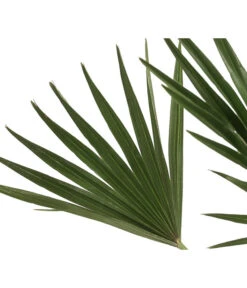 Zwergpalme 'Vulcano' -Geschäft Für Pflanzensamenbedarf 8607905 WE DE 002 ChamaeropsVulcanoT18