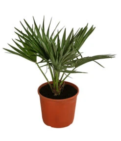 Bestseller 1 Zwergpalme 'Vulcano'