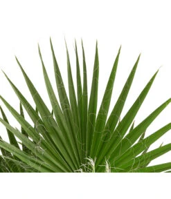 XXL Fächerpalme 7 XXL Fächerpalme -Geschäft Für Pflanzensamenbedarf 8608036 WE DE 004 WashingtoniaRobustaT30MexikanischeFaecherpalme