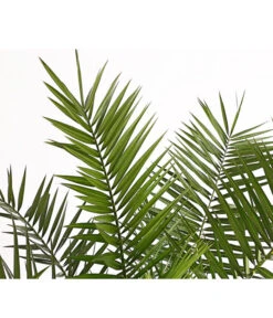 XXL Kanarische Dattelpalme, Ca. 140-160 Cm -Geschäft Für Pflanzensamenbedarf 8608721 PR DE 001 PhoenixCanariensisT28DehnerExpressHerzig