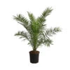 XXL Kanarische Dattelpalme, Ca. 140-160 Cm -Geschäft Für Pflanzensamenbedarf 8608721 WE FS 002 XXLKanarischeDattelpalmeT28